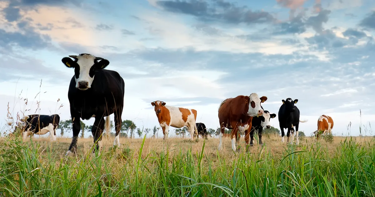 Ácido palmítico, vitamina a, b, c, d y e, carbonato de calcio, sulfatos | Blog | EIOS Logistics