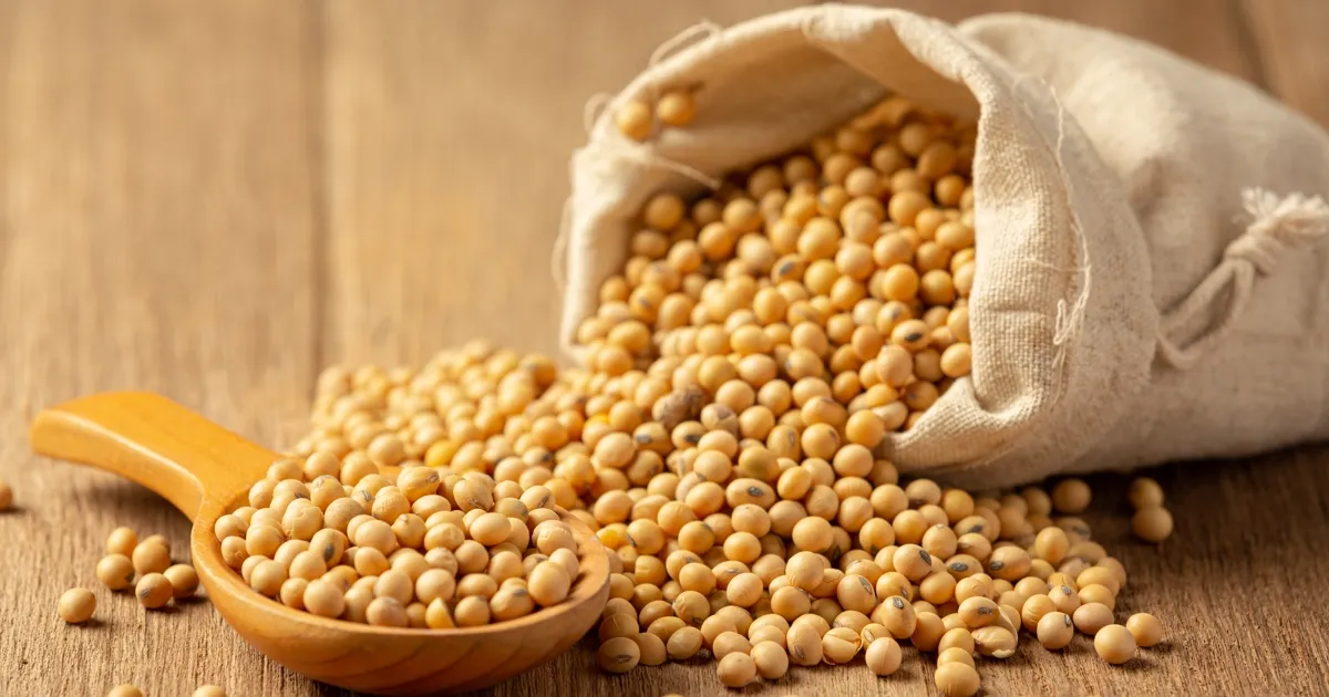 Tipos de proteína de soya: conoce sus diferencias | Blog | EIOS Logistics